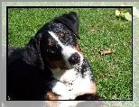 g�owa, Appenzeller